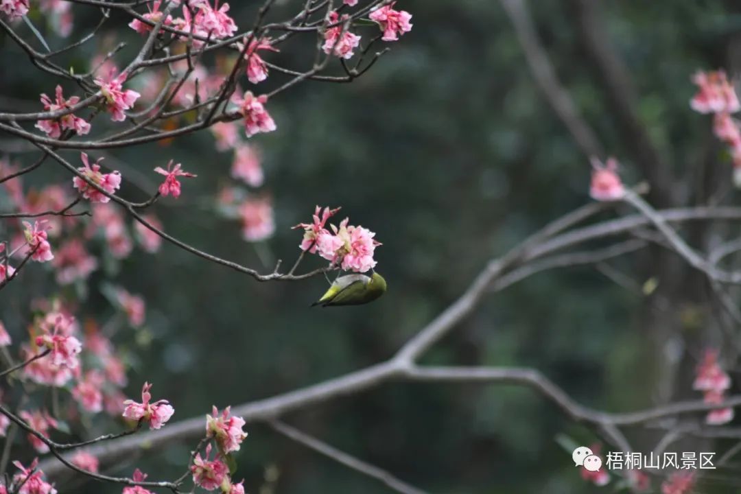 山花已盛开，赏花正当时