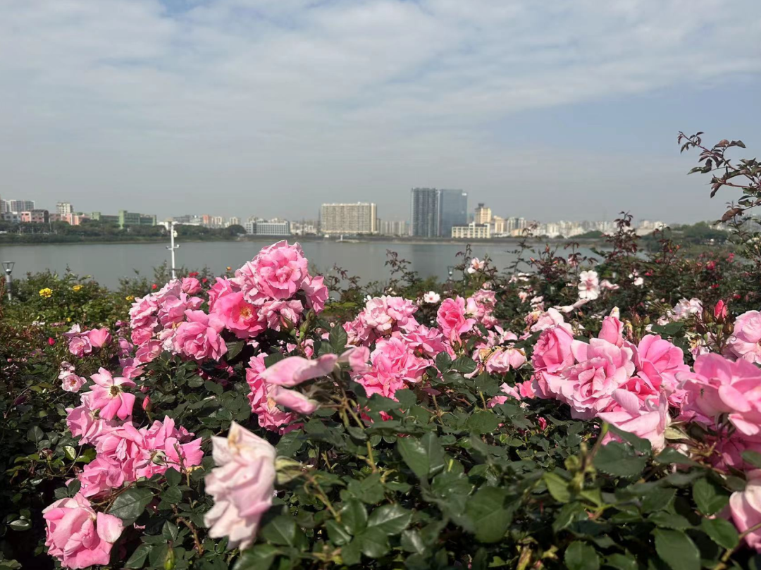 粉、红、黄、紫……宝安这片月季花海临着湖畔，太美了！