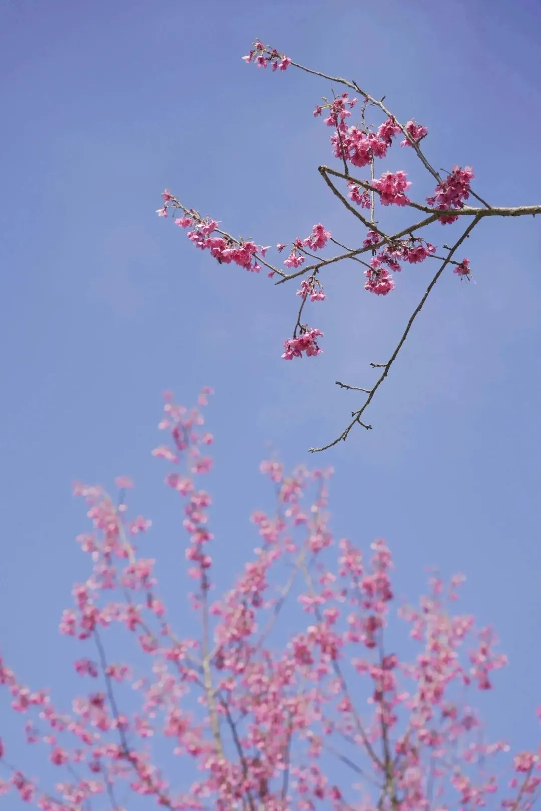 2019年日本樱花开放时间预测已出，挑选赏樱好去处，坐等花开~~-天天日语