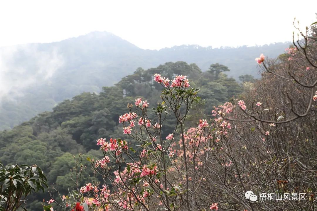 山花已盛开，赏花正当时