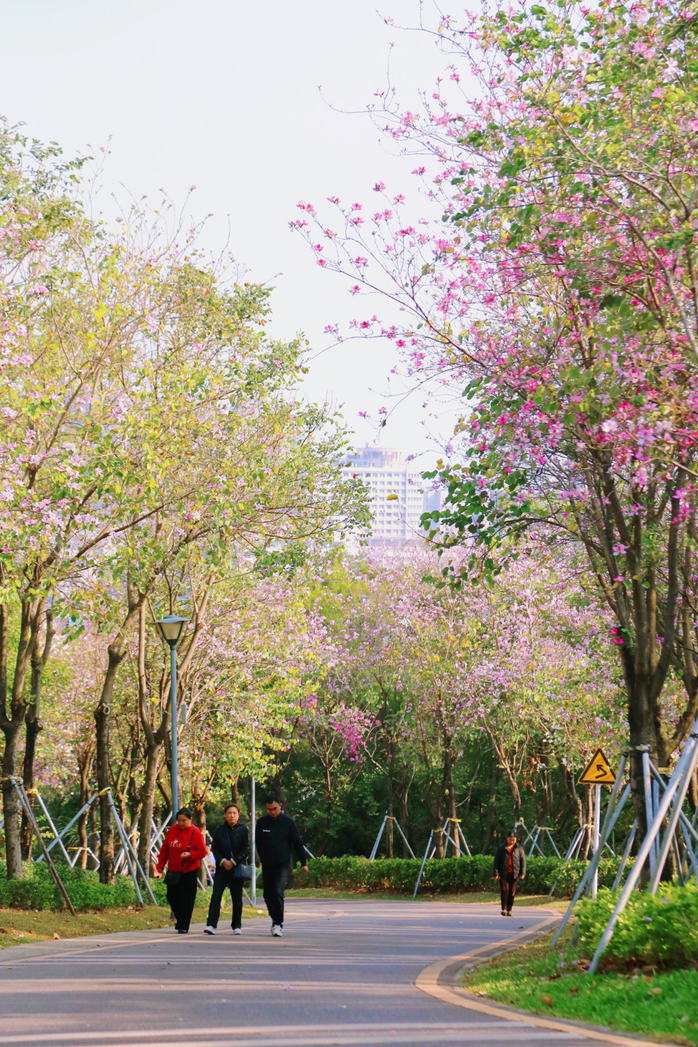 收藏！龙岗3月赏花地图出炉