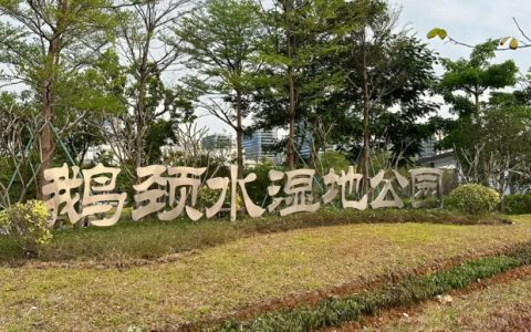 深圳鹅颈水湿地公园花都开好了，好美