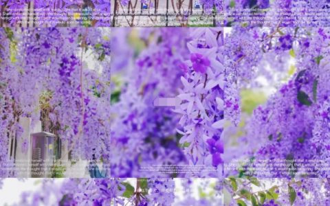 绝美蓝花藤.隐于闹市.深圳99.99%的人不知道