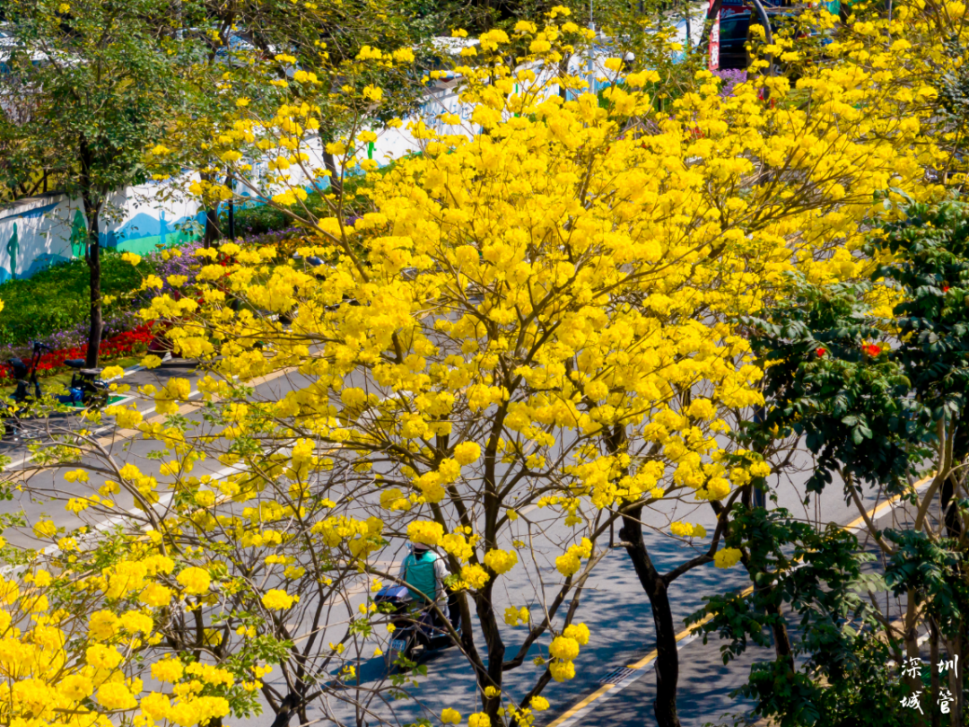 绿美深圳 | 春和景明，这条光明春日踏青路线请收好~