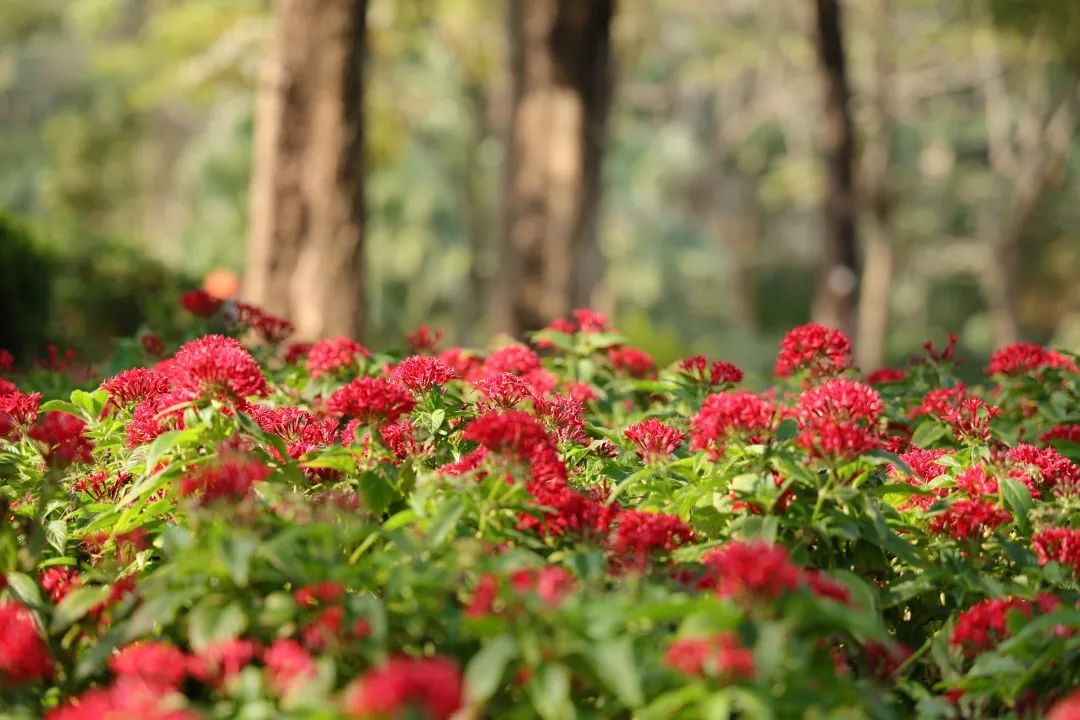 收藏！龙岗3月赏花地图出炉