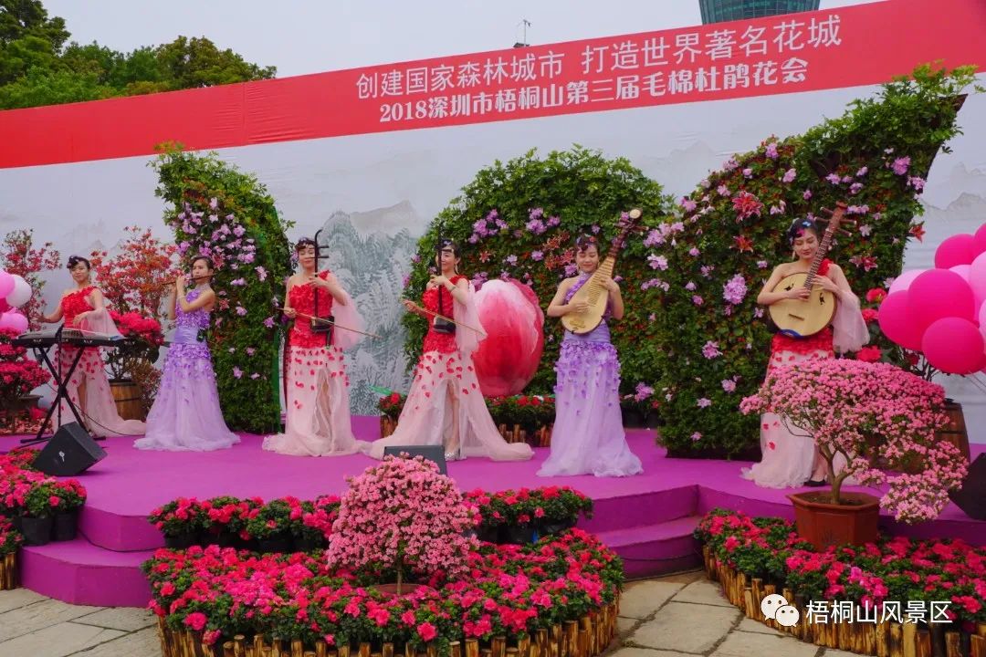 春天的邀约 | 第八届梧桐山毛棉杜鹃节将于3月17日开幕