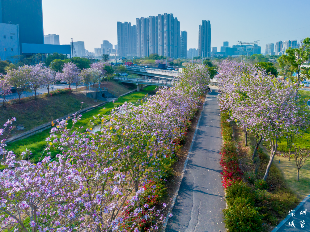 绿美深圳 | 春和景明，这条光明春日踏青路线请收好~