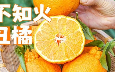 【全国包邮】粒粒饱满，入口化渣！39.9元抢68元『不知火丑橘』4.8斤大果（约9-12枚），清甜多汁，口感细嫩！