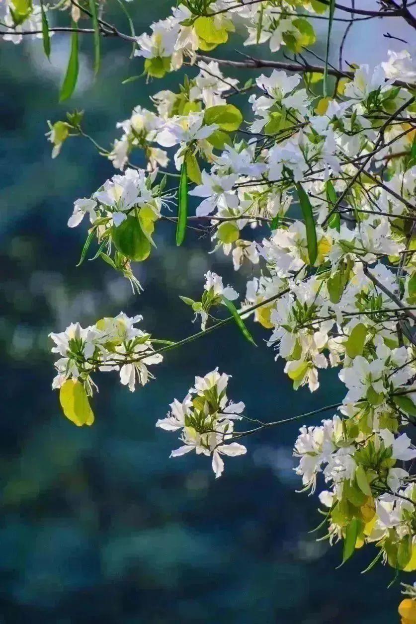 四个打卡点，总有一片花海让你心动！