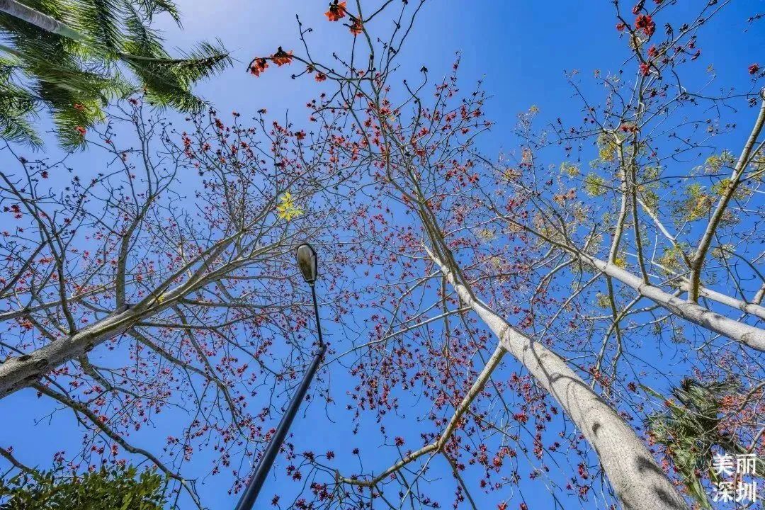 3月花历 | 鹏城花开数不尽，一城春色半城花