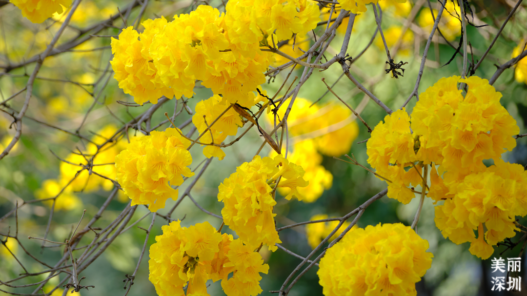 3月花历 | 鹏城花开数不尽，一城春色半城花