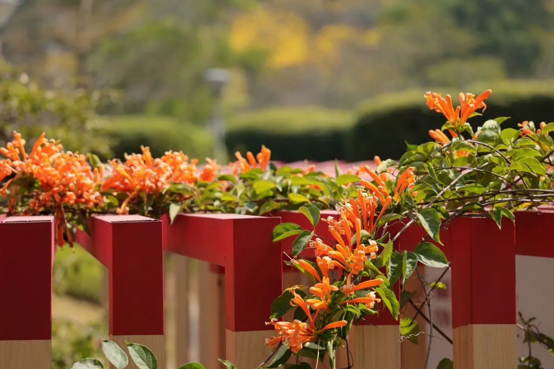 收藏！龙岗3月赏花地图出炉