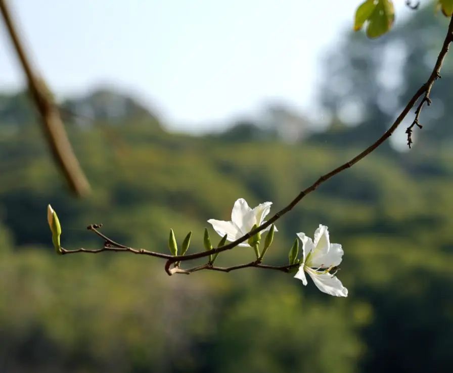 收藏！龙岗3月赏花地图出炉