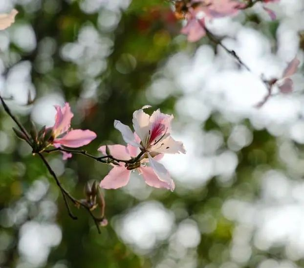 收藏！龙岗3月赏花地图出炉