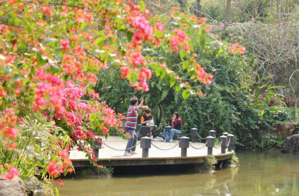 收藏！龙岗3月赏花地图出炉