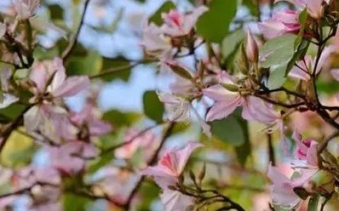 龙岗3月赏花地图出炉~~