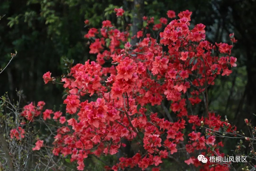 春天的邀约 | 第八届梧桐山毛棉杜鹃节将于3月17日开幕