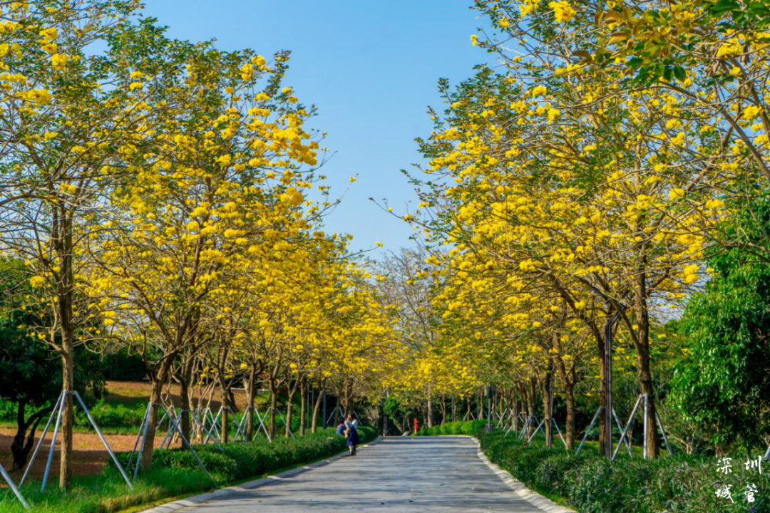 绿美深圳 | 春和景明，这条光明春日踏青路线请收好~