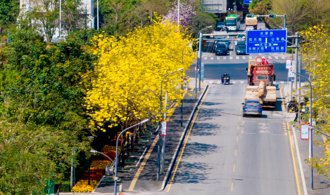 绿美深圳 | 春和景明，这条光明春日踏青路线请收好~