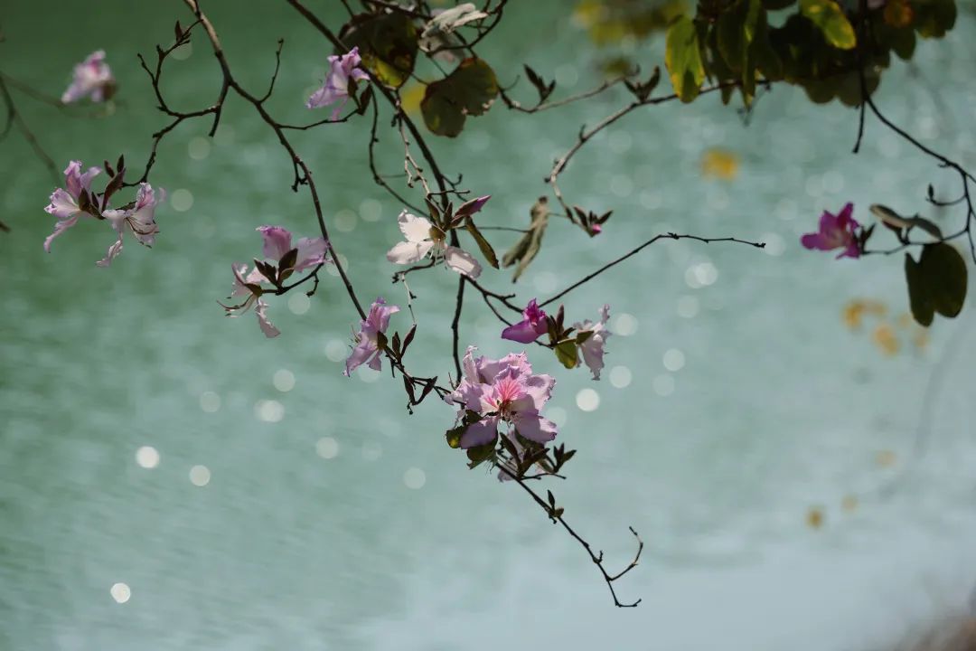 收藏！龙岗3月赏花地图出炉