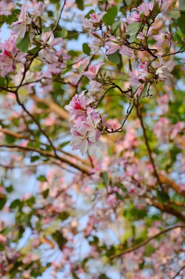 收藏！龙岗3月赏花地图出炉