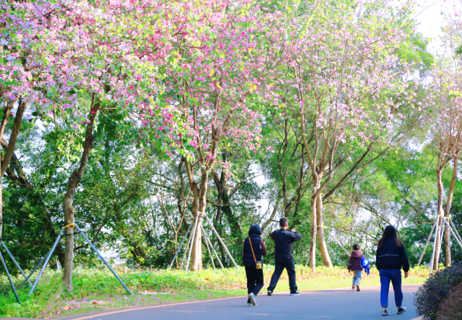 收藏！龙岗3月赏花地图出炉