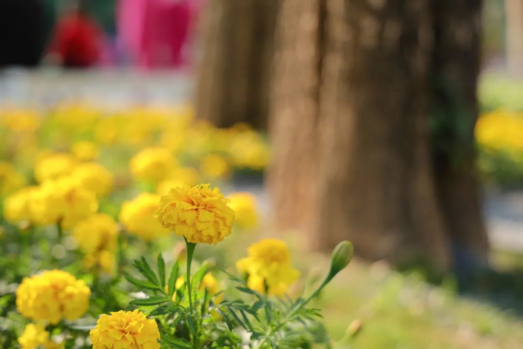 收藏！龙岗3月赏花地图出炉