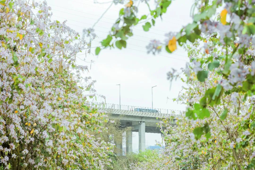 绿美深圳 | @深圳人，这个城市型森林公园“上新”啦~