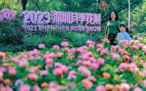 限时20天！2023深圳月季花展来了~