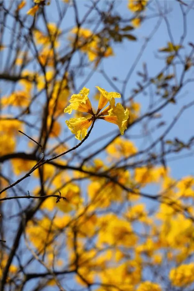 收藏！龙岗3月赏花地图出炉