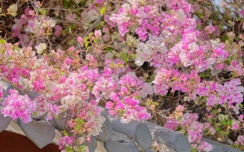 【深圳3月花历】鹏城花开数不尽，一城春色半城花