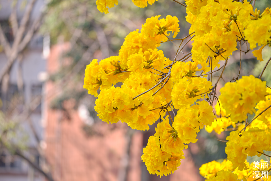 3月花历 | 鹏城花开数不尽，一城春色半城花