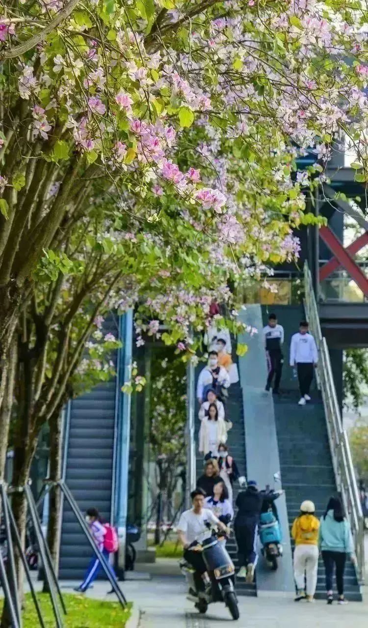 四个打卡点，总有一片花海让你心动！