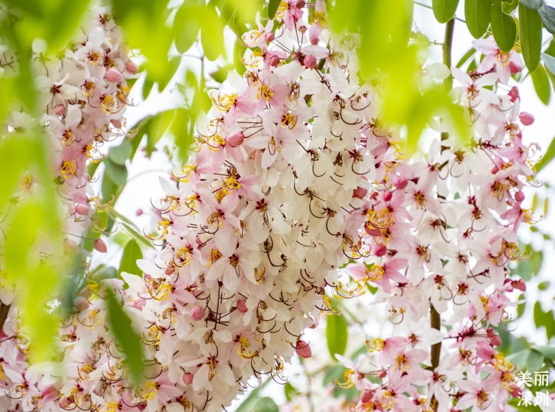 4月花历 | 人间四月芳菲尽 鹏城繁花正盛开