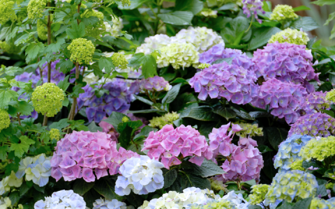 【深圳4月花历】人间四月芳菲尽  鹏城繁花正盛开
