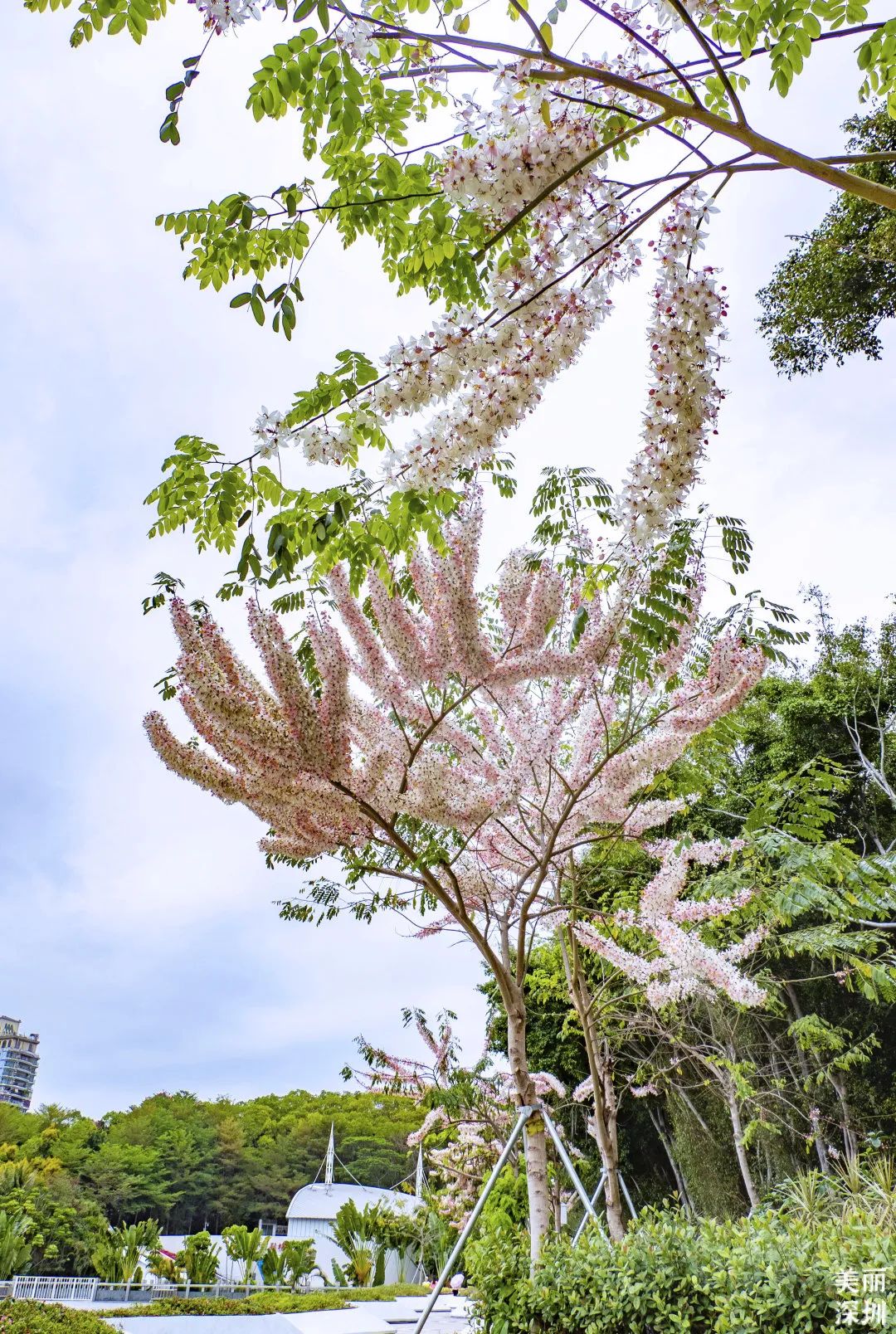 4月花历 | 人间四月芳菲尽 鹏城繁花正盛开