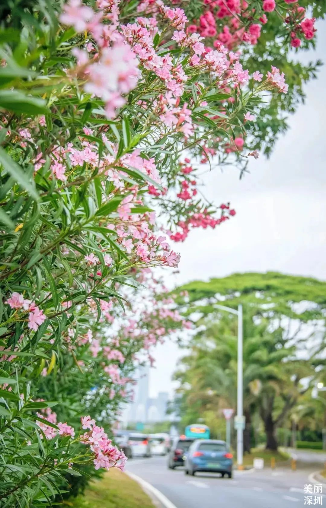 4月花历 | 人间四月芳菲尽 鹏城繁花正盛开