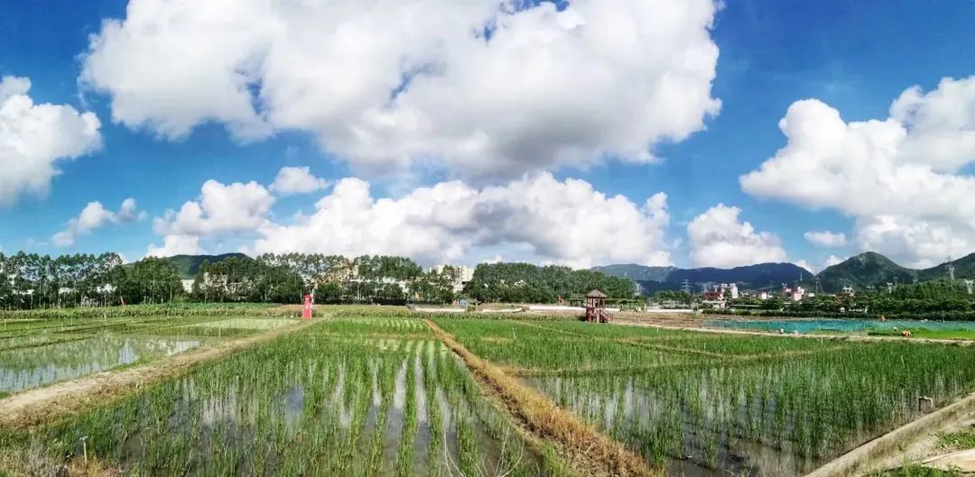 大鹏踏青，这些小众地方你还不知道……