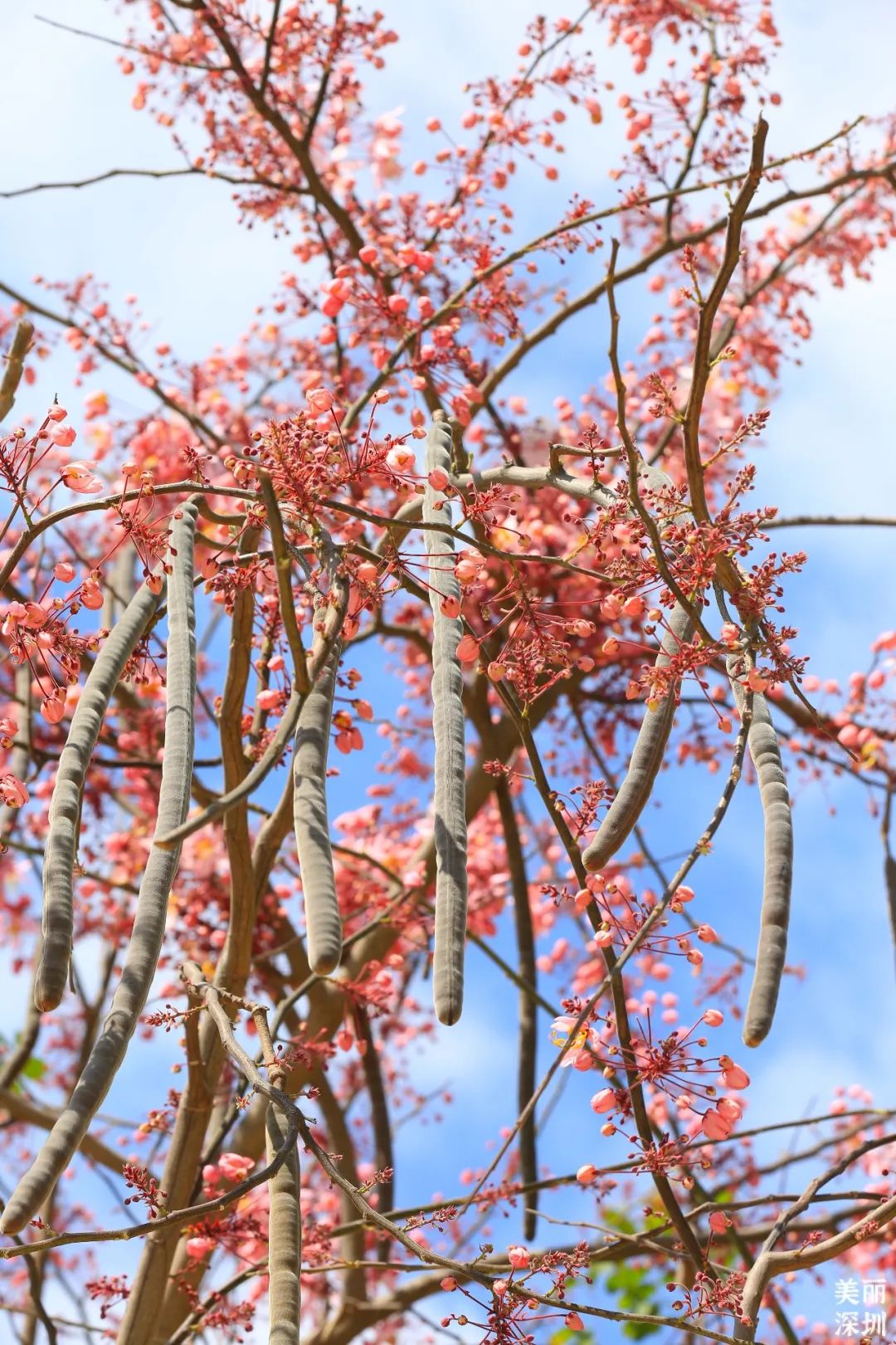 4月花历 | 人间四月芳菲尽 鹏城繁花正盛开