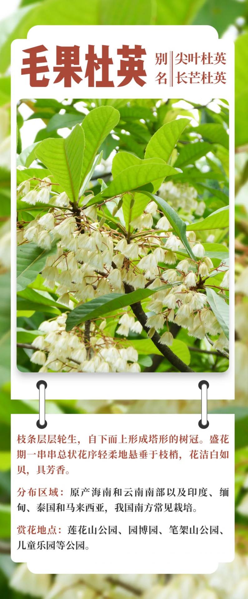 5月花历 | 13张花历海报里藏着鹏城的夏日繁花