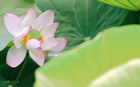 2023深圳荷花展六月开幕！以荷之名赠你一夏清欢~~