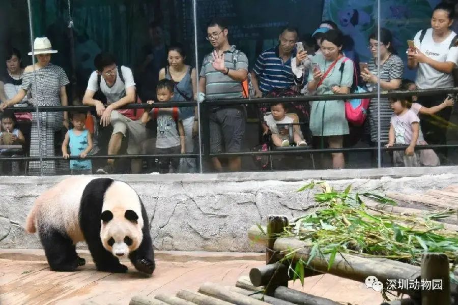 深圳野生动物园降至61元！至9.25日前任一天可用！5.31折年卡！日均1.3元，365天不限次畅玩，承包你一年的快乐~
