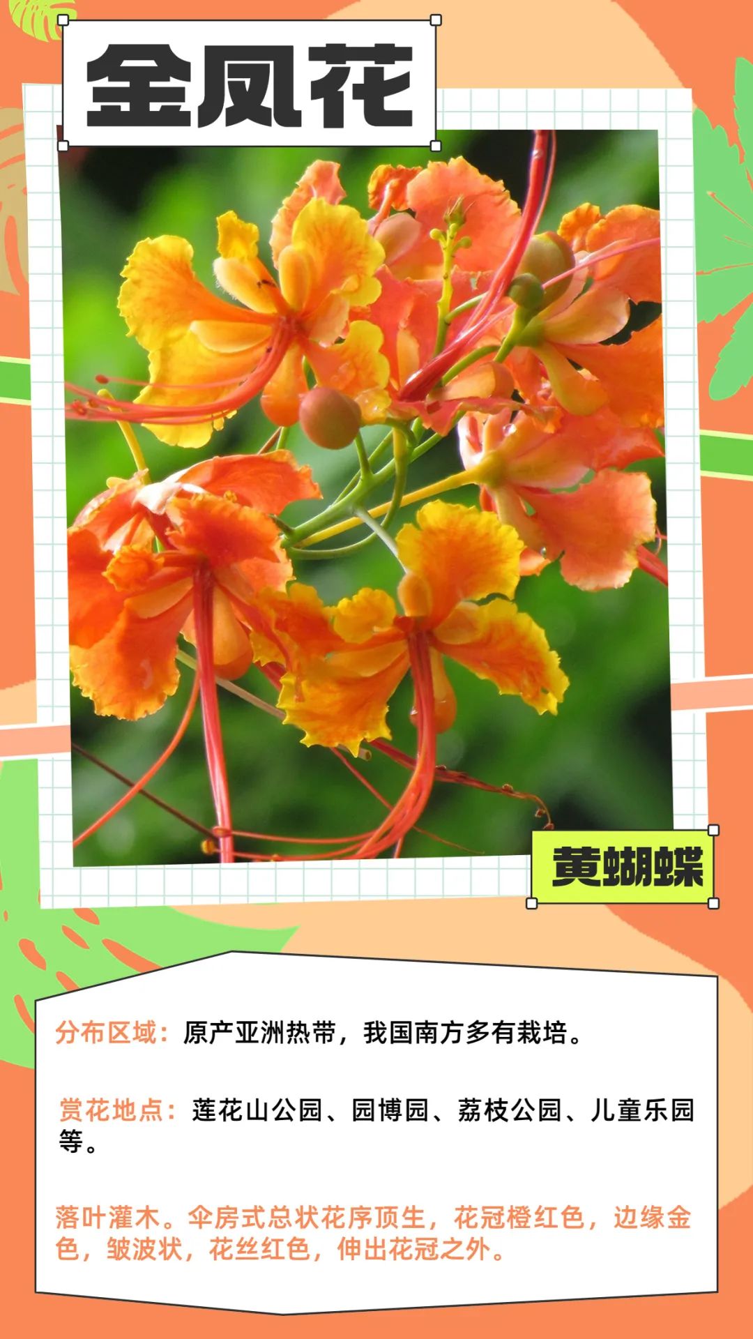 七月花历 | 夏虫鸣唱，蝉声鼓乐，七月夏花绚烂盛放