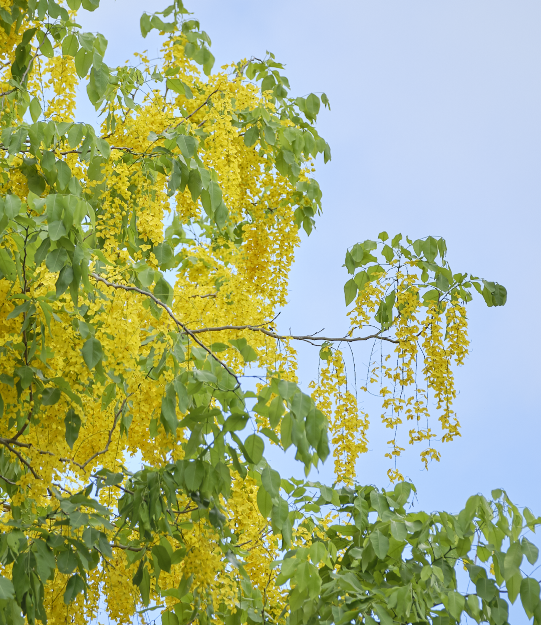 七月花历 | 夏虫鸣唱，蝉声鼓乐，七月夏花绚烂盛放