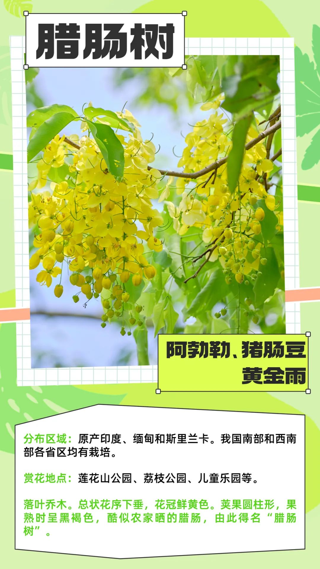 七月花历 | 夏虫鸣唱，蝉声鼓乐，七月夏花绚烂盛放