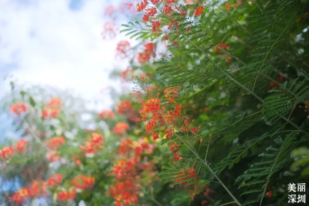 七月花历 | 夏虫鸣唱，蝉声鼓乐，七月夏花绚烂盛放