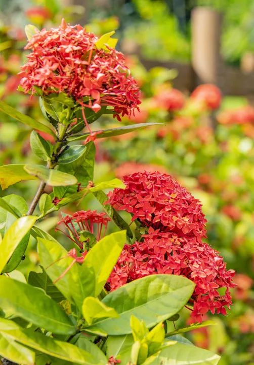 七月花历 | 夏虫鸣唱，蝉声鼓乐，七月夏花绚烂盛放