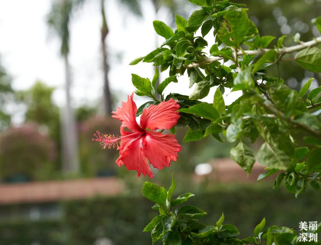 七月花历 | 夏虫鸣唱，蝉声鼓乐，七月夏花绚烂盛放