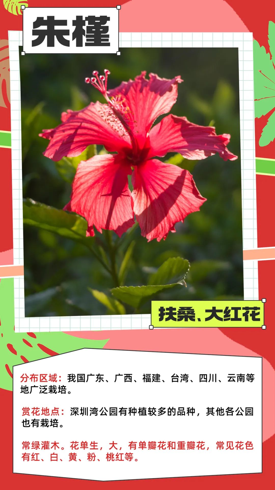 七月花历 | 夏虫鸣唱，蝉声鼓乐，七月夏花绚烂盛放