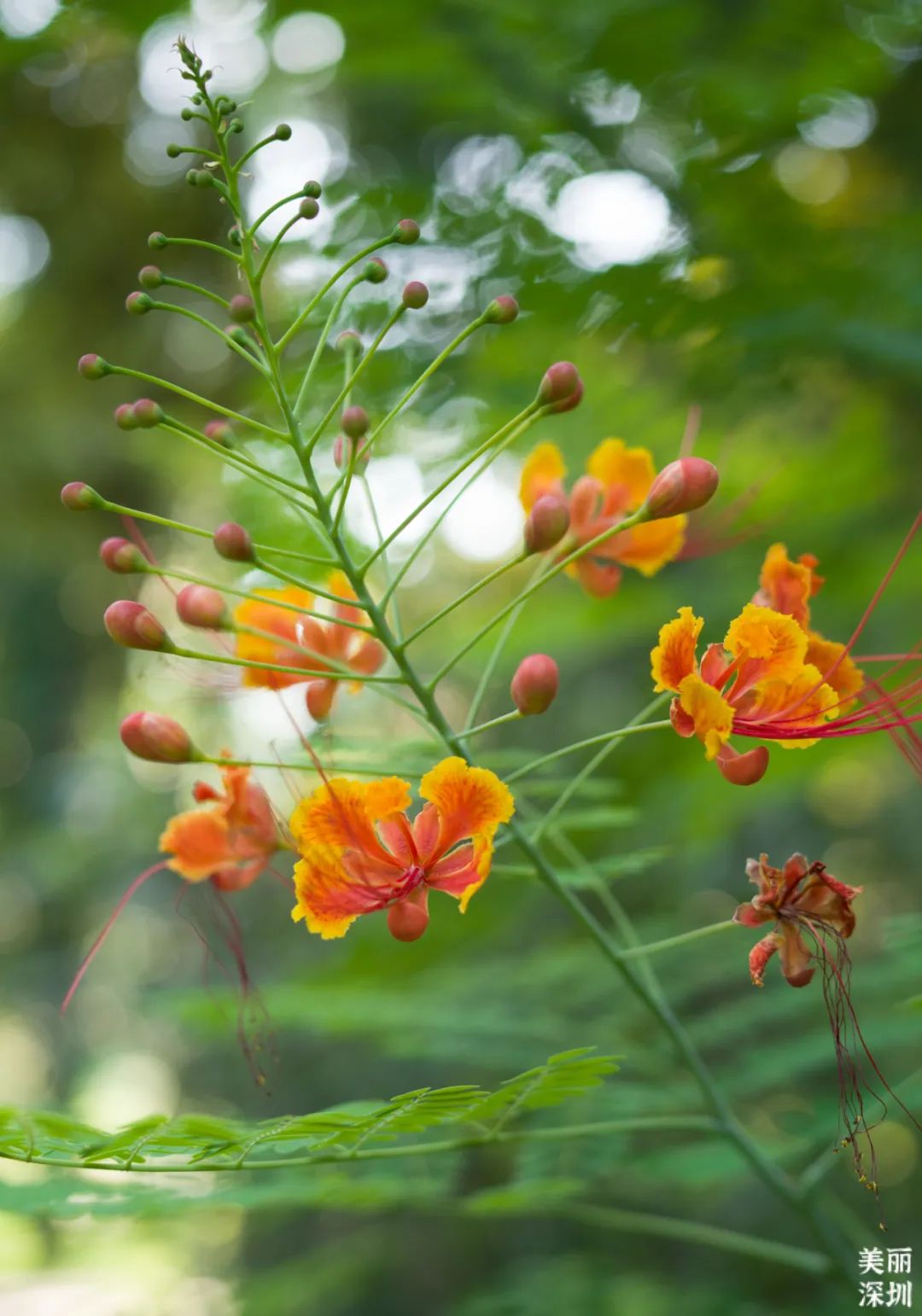 七月花历 | 夏虫鸣唱，蝉声鼓乐，七月夏花绚烂盛放